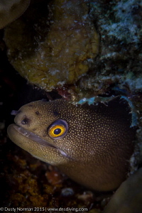 "Dragon Eye"
A small Golden Tail Morray says hello. by Dusty Norman 